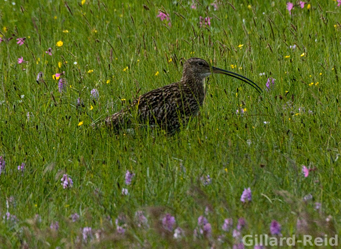 shetland bird photos