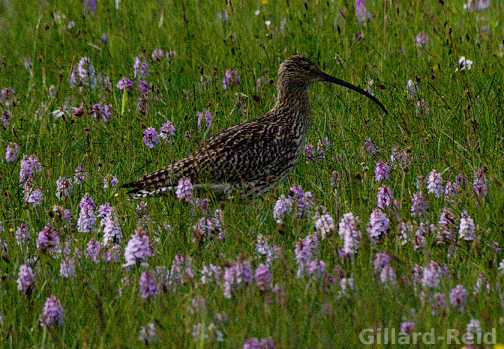 shetland bird photos