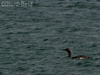 red throated diver