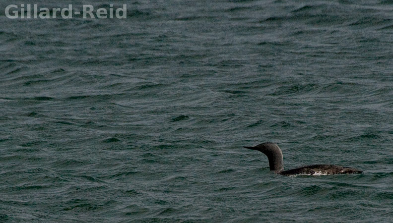 shetland bird photos