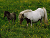 shetland ponies