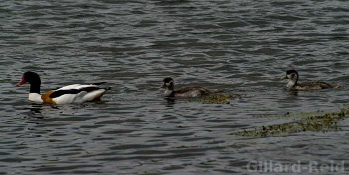 shetland bird photos