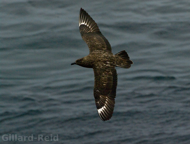 shetland bird photos