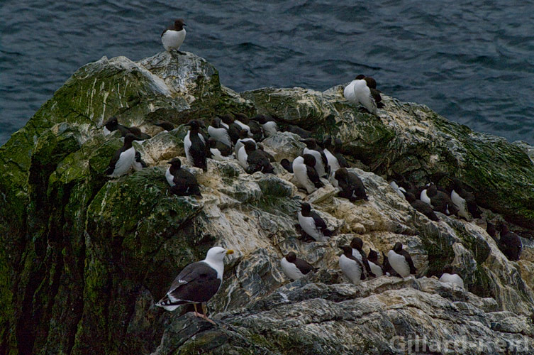 shetland bird photos