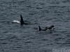Killer
                  Whales at Sumburgh Head