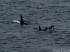 Orca