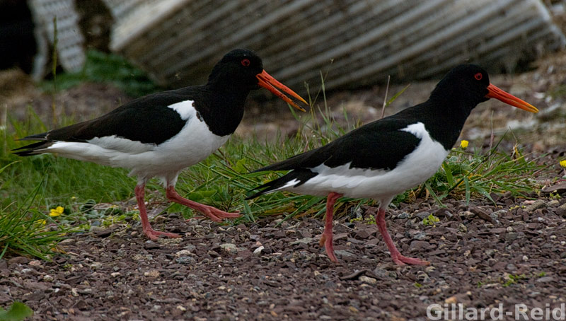 shetland bird photos