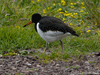 young oystercatcher