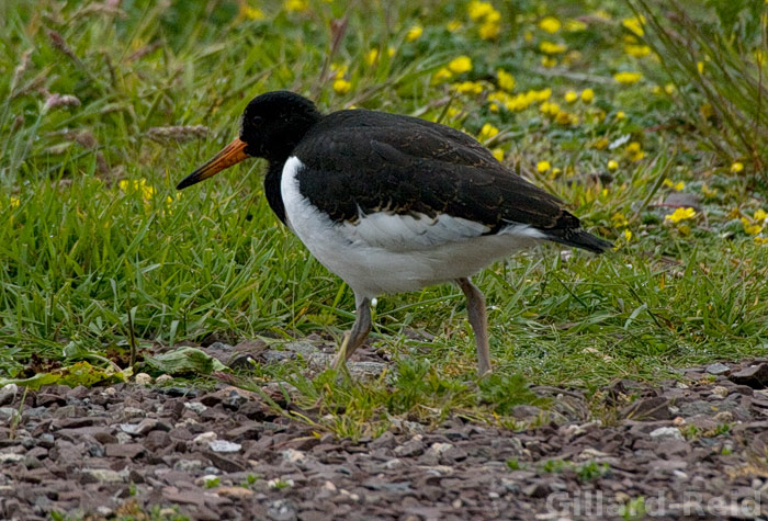 shetland bird photos