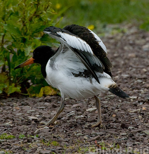 shetland bird photos