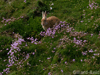 Rabbit at Sumburgh Head