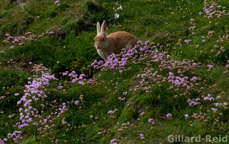 Ginger rabbit