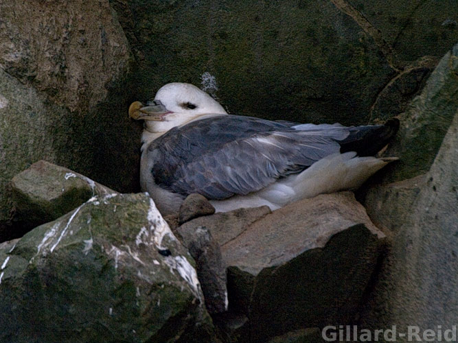 shetland bird photos