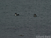great northern divers