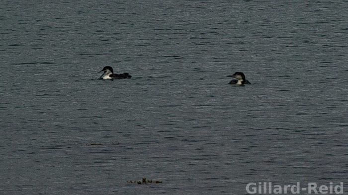 shetland bird photos