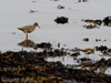 redshank & dunlin