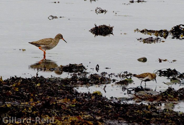 shetland bird photos