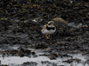 ringed plover