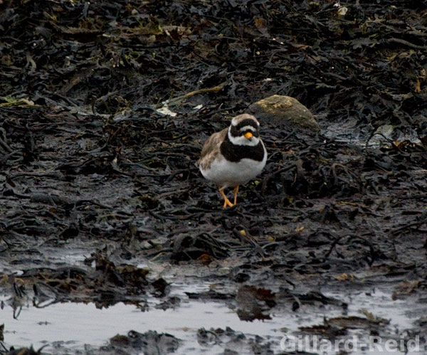 shetland bird photos