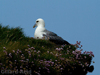 fulmar