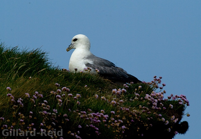 shetland bird photos