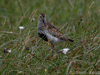 dunlin