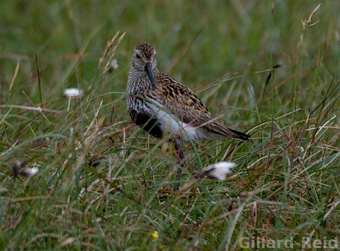 shetland bird photos