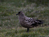 bonxie