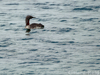 red throated diver