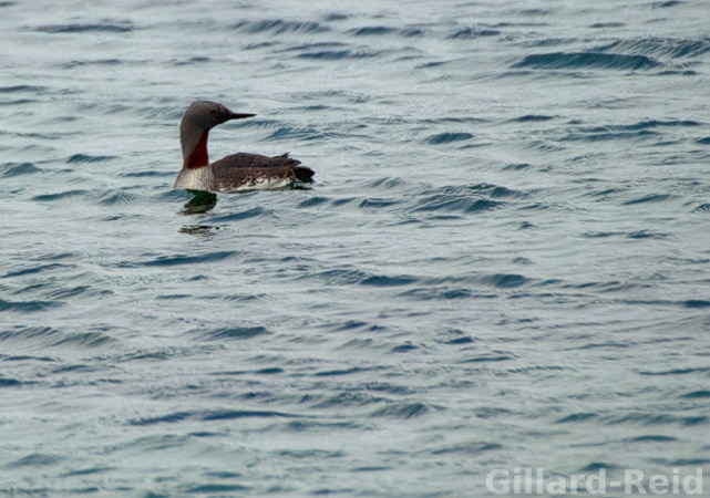 shetland bird photos