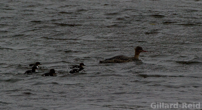 merganser