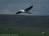 black
                  backed gull