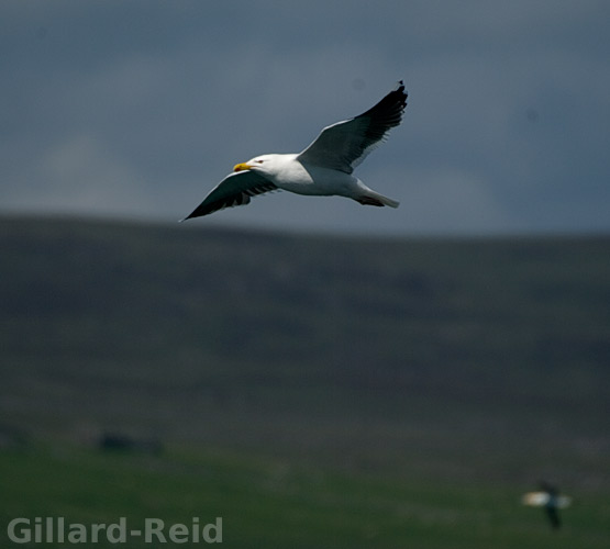 shetland bird photos