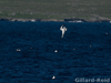 gannet diving