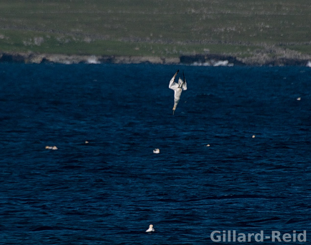 shetland bird photos
