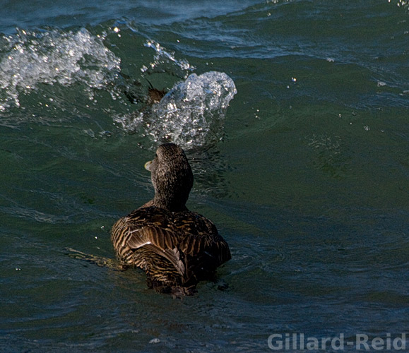 shetland bird photos