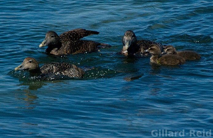 shetland bird photos