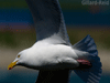 black backed gull