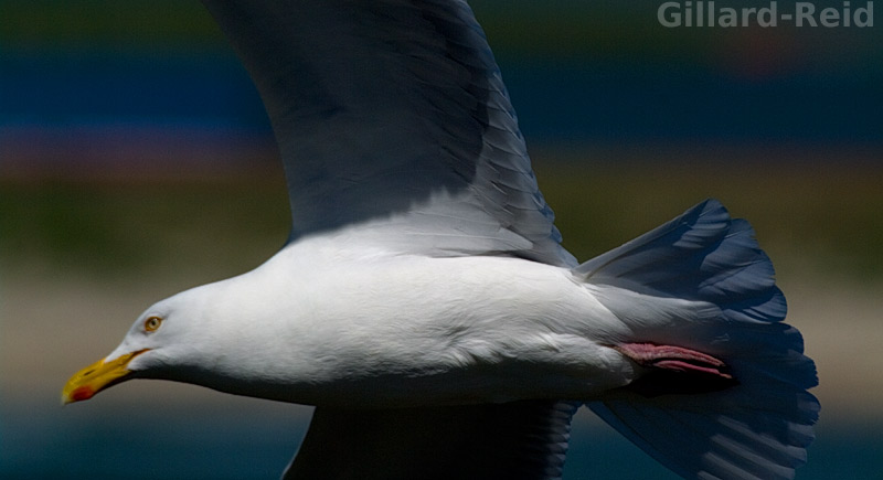 shetland bird photos