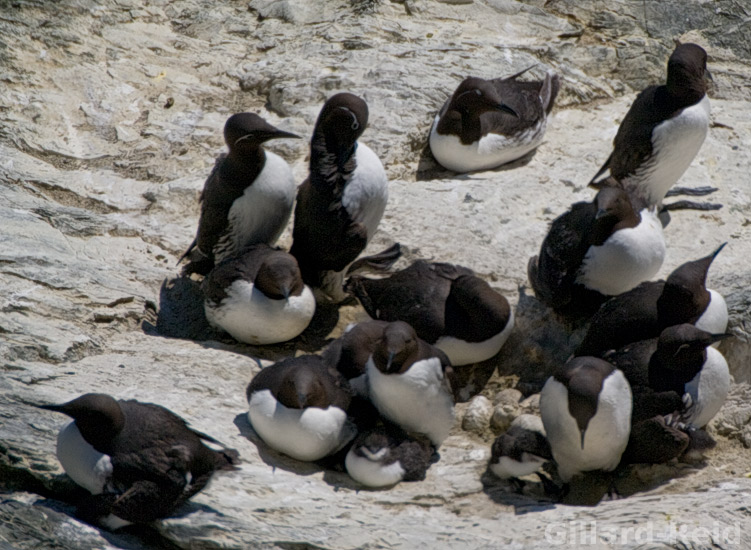 shetland bird photos