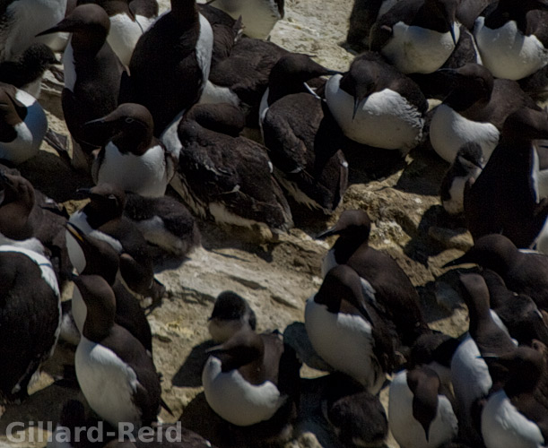 shetland bird photos