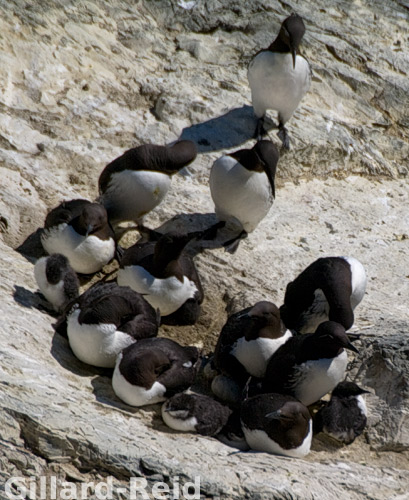 shetland bird photos