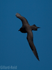 arctic skua