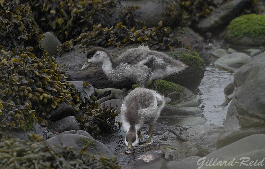 shell-ducklings