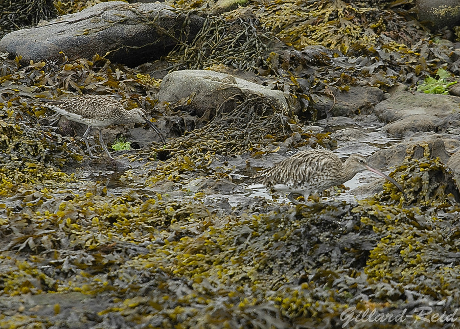 shetland bird photos