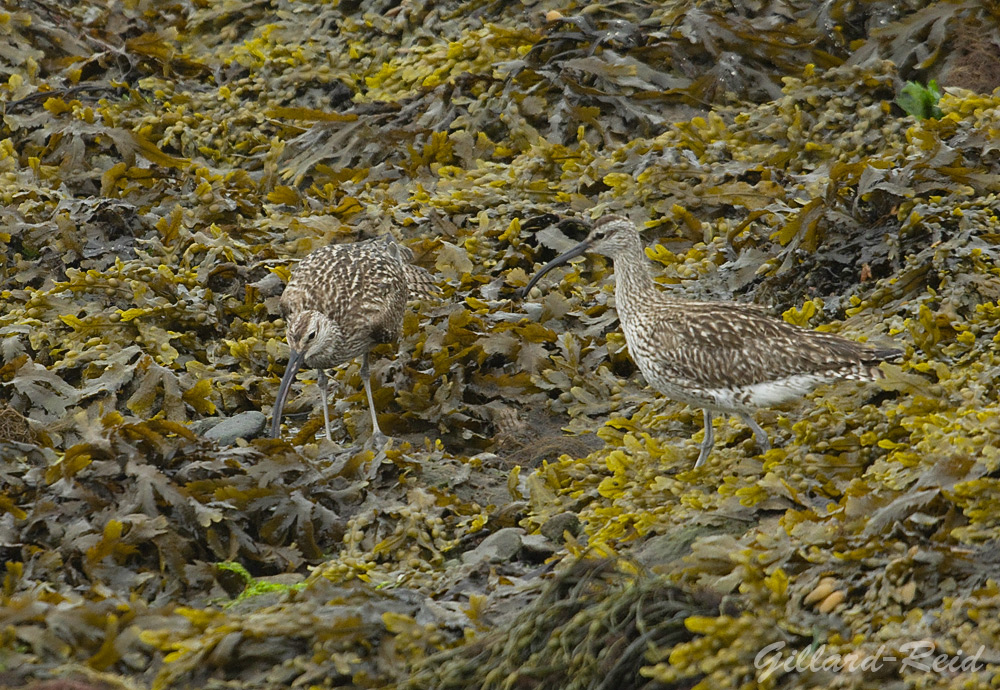 shetland bird photos