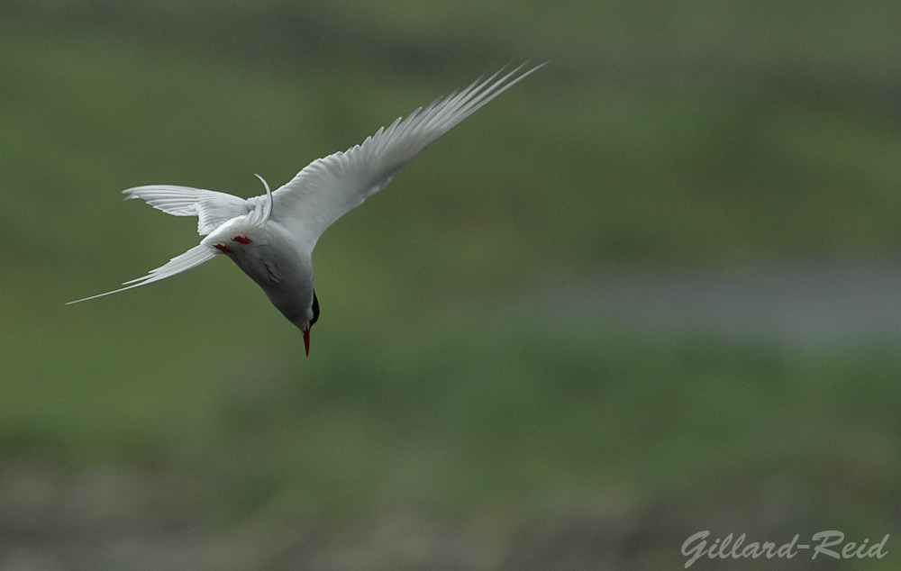 artic tern