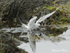 arctic tern