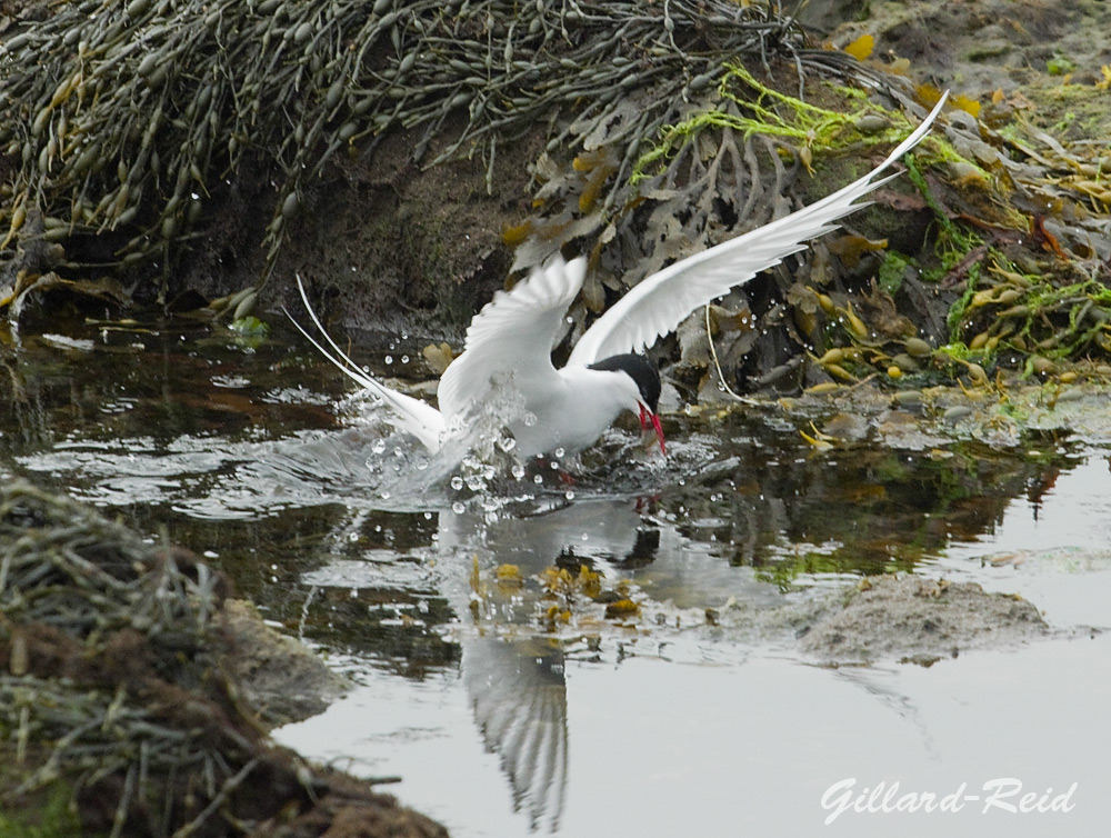 arctic tern