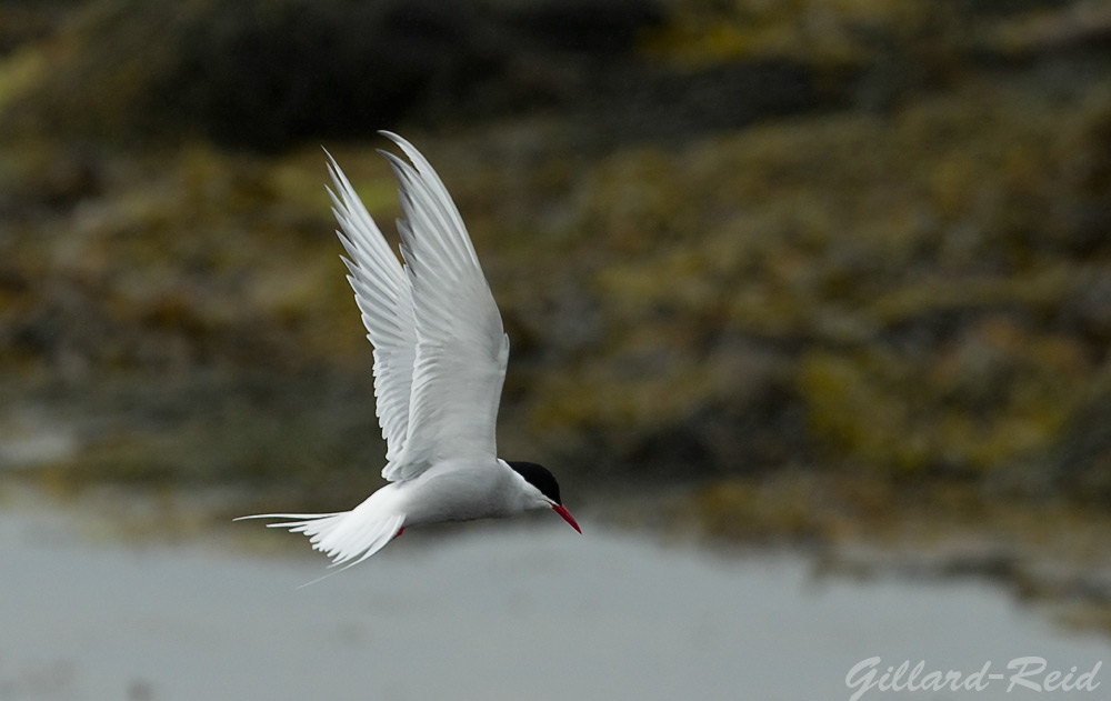 arctic tern